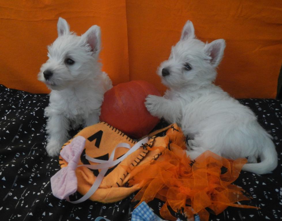 Les petits monstres d Halloween