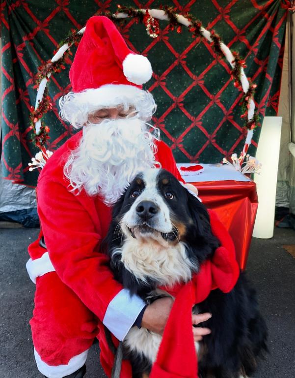 les toutous  de Nol 3/3